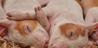 pigs 1627468721