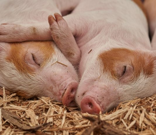 pigs 1627468721