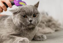 Pet Groomers