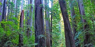 Redwood Scent